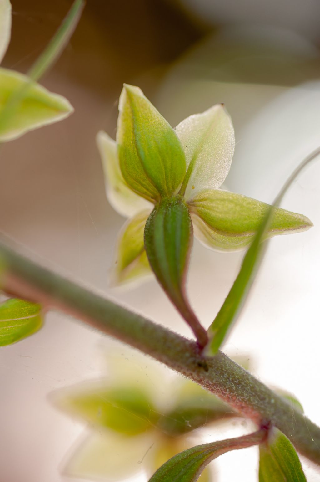 Epipactis purpurata